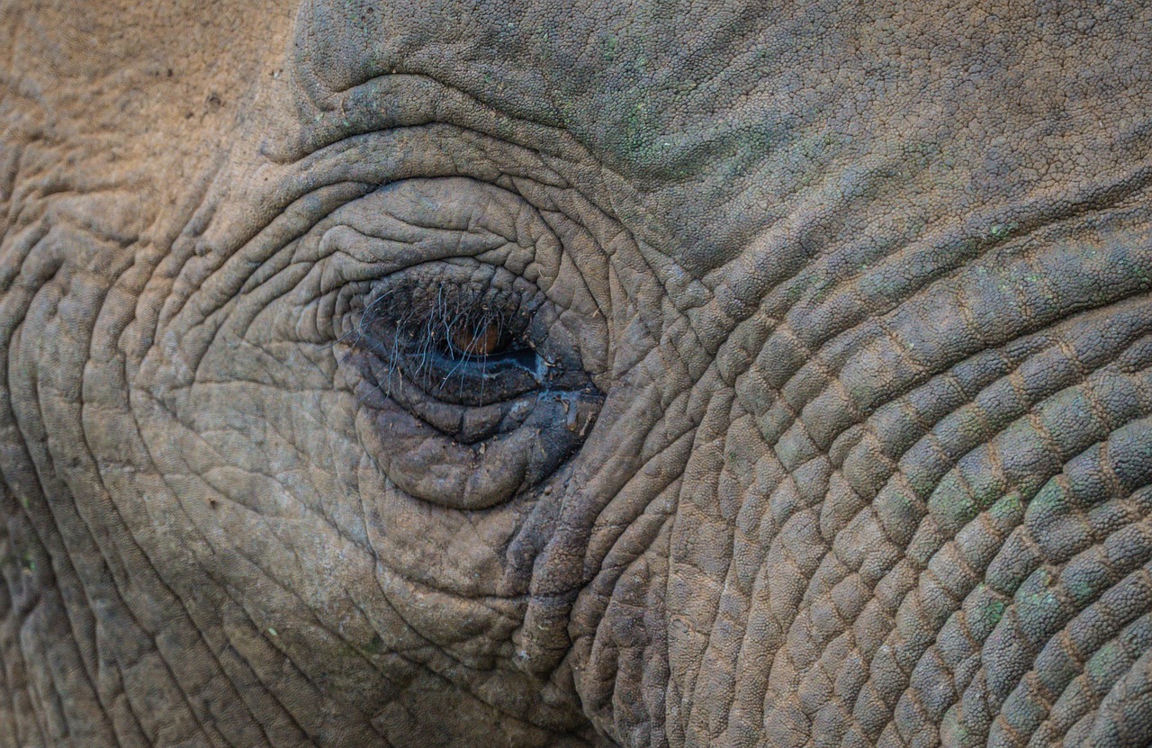 découvrez les coûts d'un safari en afrique en 2025 et planifiez votre aventure exceptionnelle en pleine nature avec nos conseils et estimations détaillées.