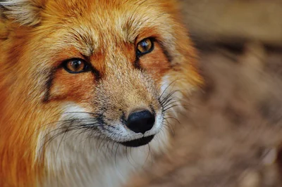 Découvrez le meilleur parc animalier d'Île-de-France en 2026 pour une aventure unique